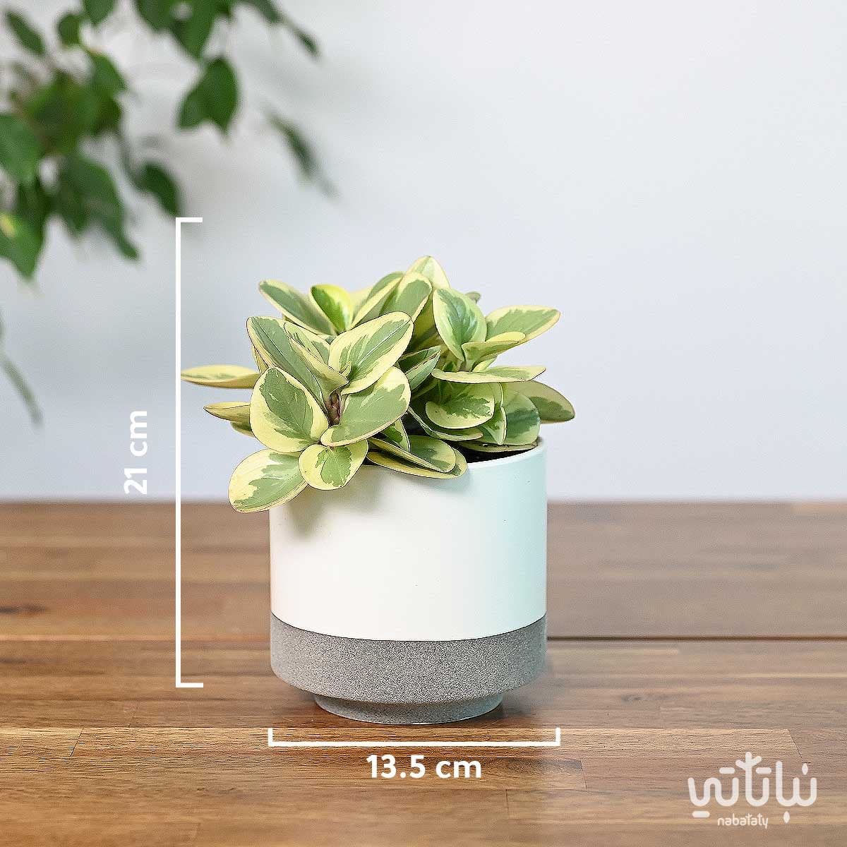 نبتة ببروميا مبرقشة في حوض سيراميك ابيض 2