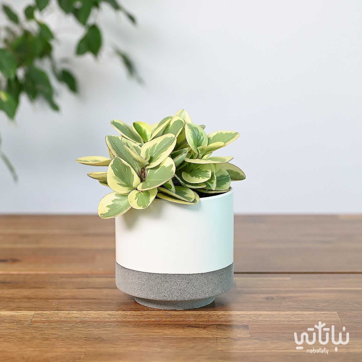 نبتة ببروميا مبرقشة في حوض سيراميك ابيض 1