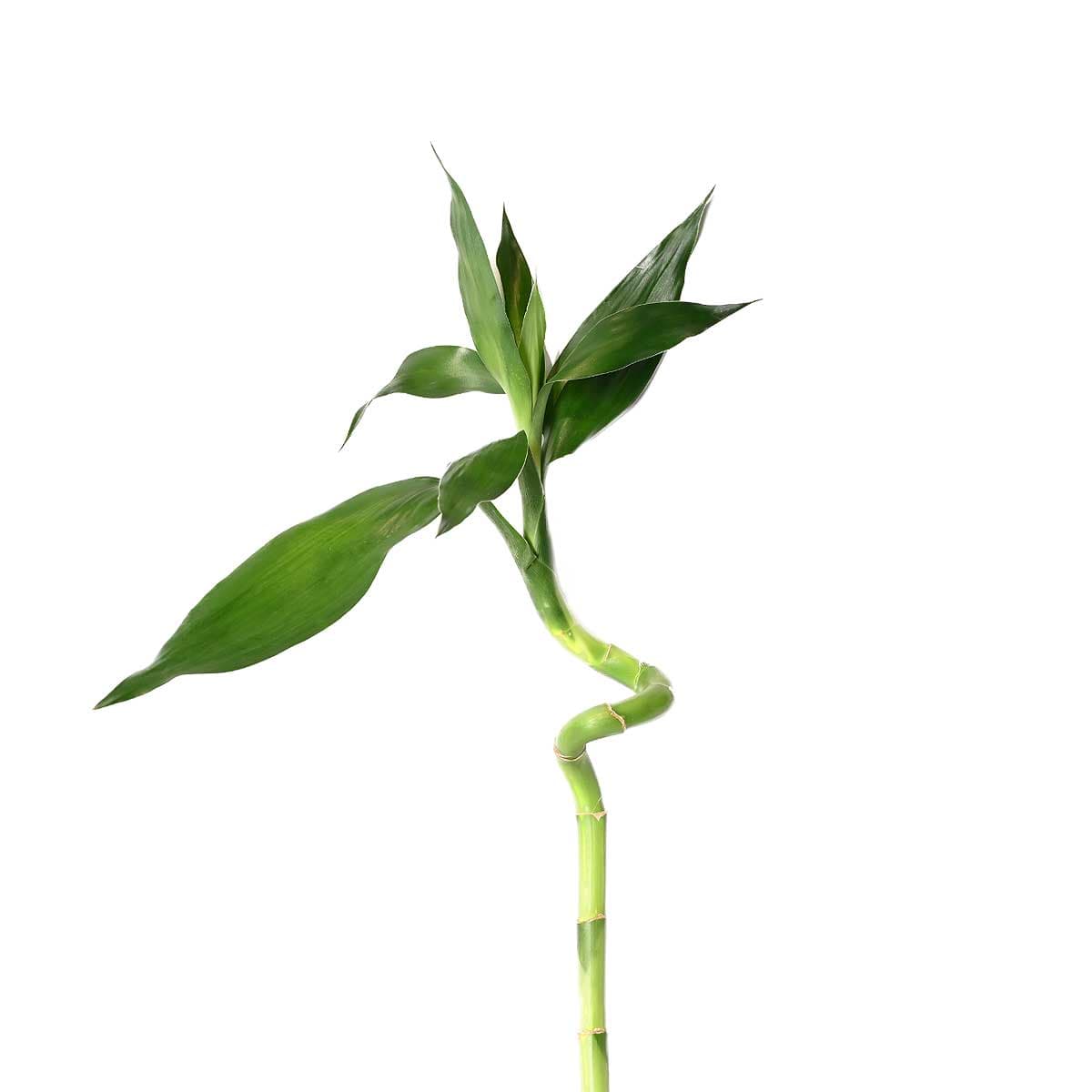 نبتة ساق البامبو اوراق كبيرة 90 سم 1