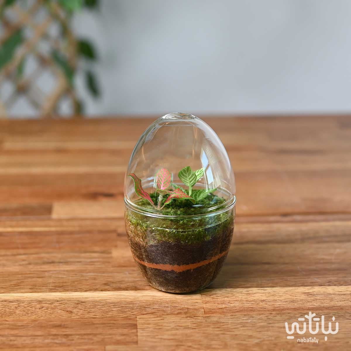 نبتة الفيتونيا في حديقة زجاجية صغيرة جوي 1