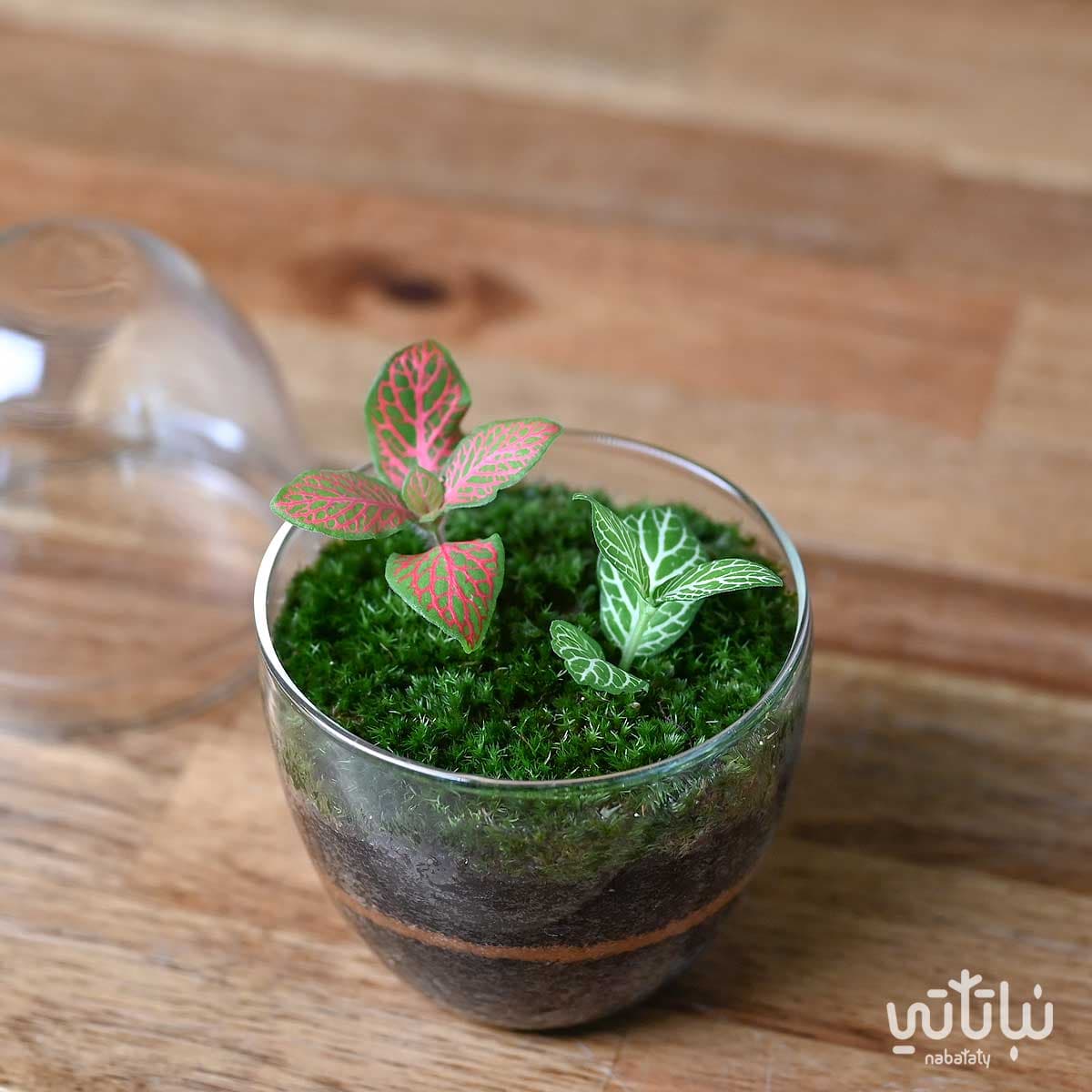 نبتة الفيتونيا في حديقة زجاجية صغيرة جوي 3