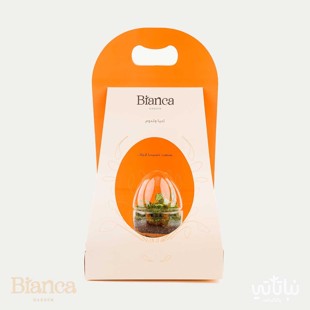 نبتة الفيتونيا في حديقة زجاجية صغيرة جوي 5