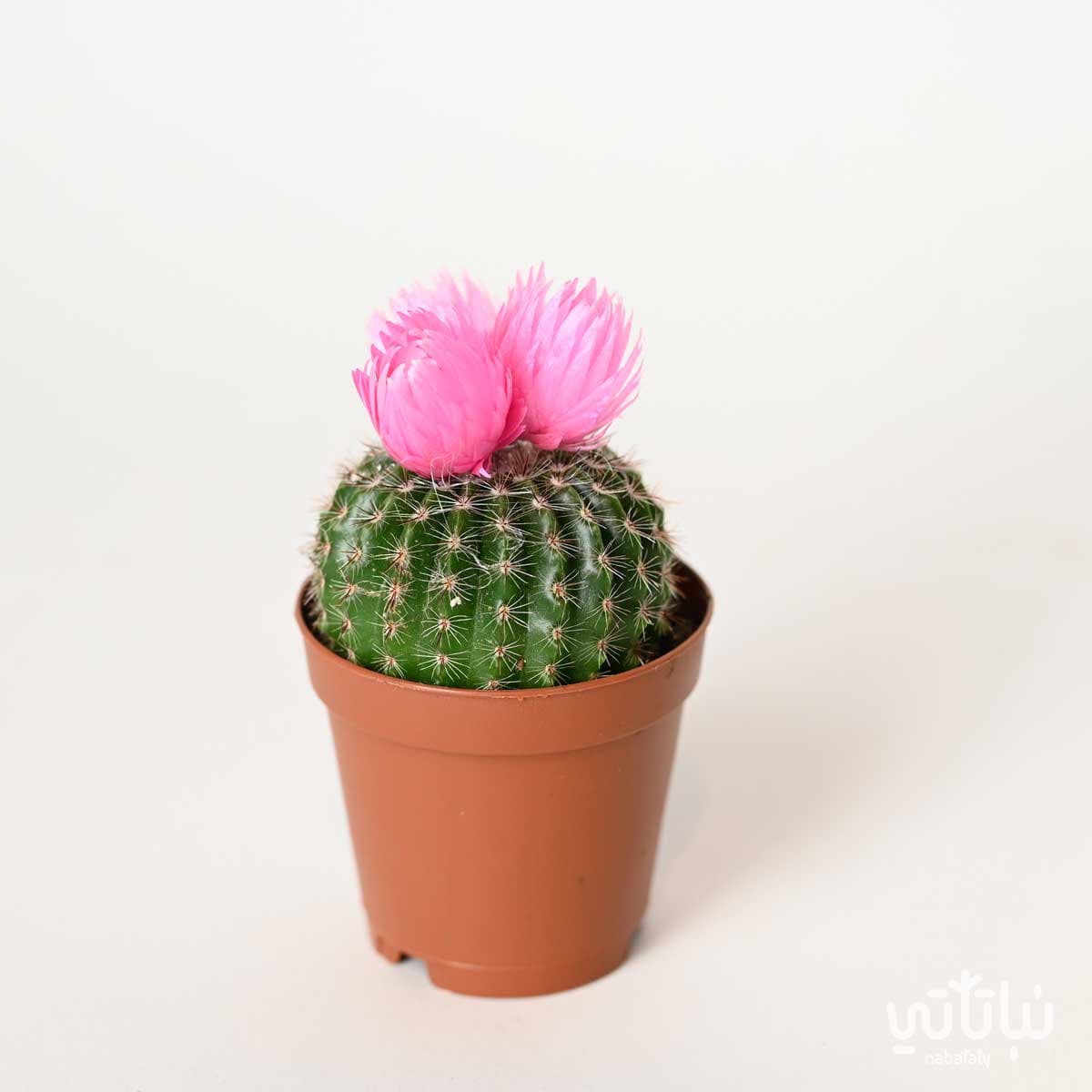 نبتة صبار صغير بورود وردية 2