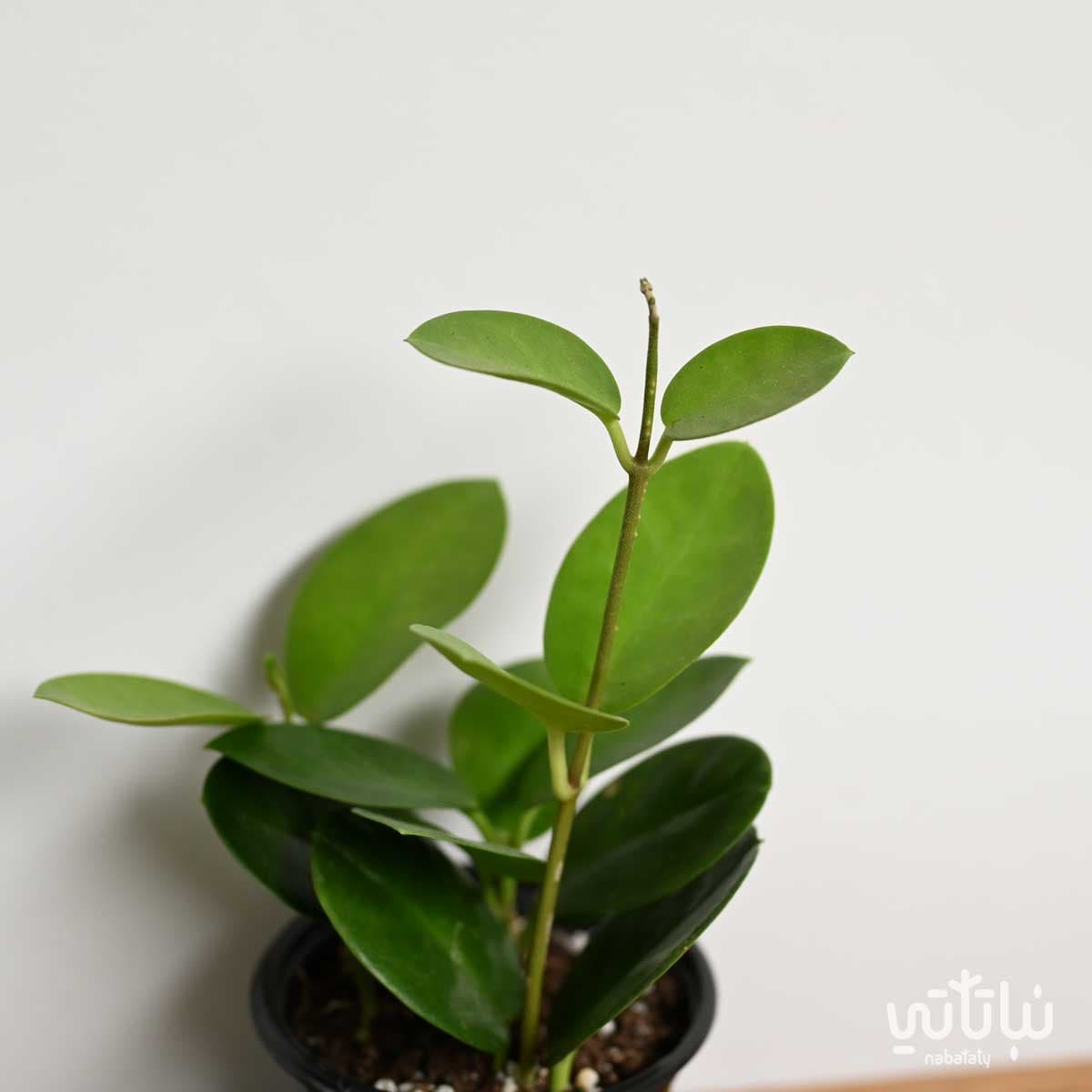 نبتة هويا زهرة الشمع صغيرة 2