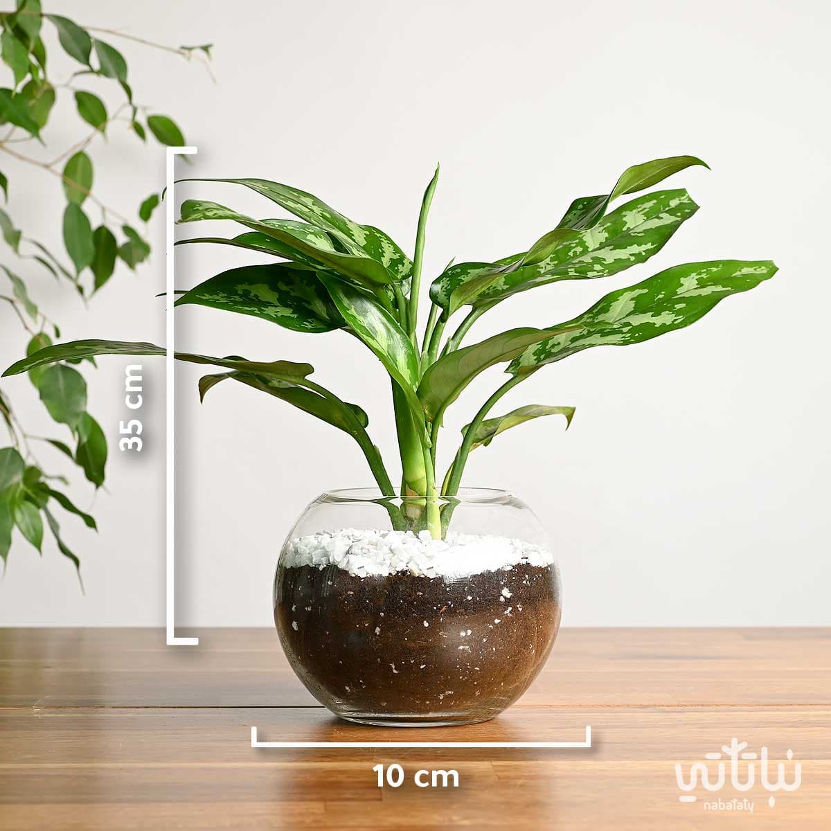 نبتة اجلونيما في اصيص زجاجي دائري 2