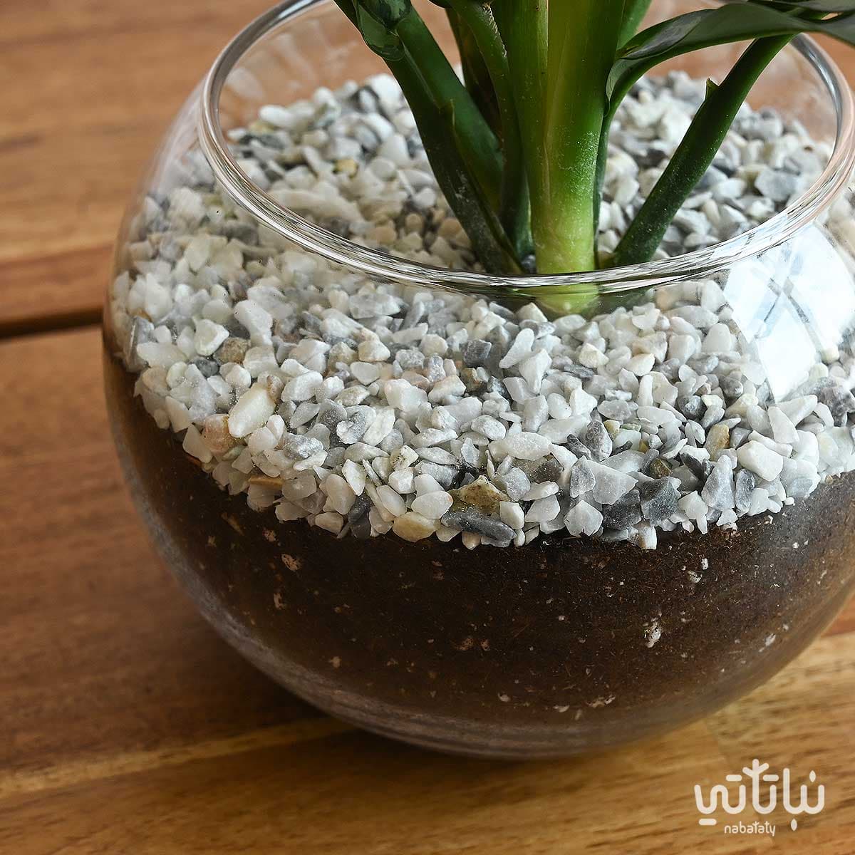 نبتة اجلونيما في اصيص زجاجي دائري 4