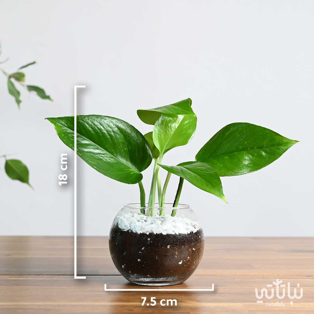 نبتة بوتس صغيرة في اصيص زجاجي دائري 2