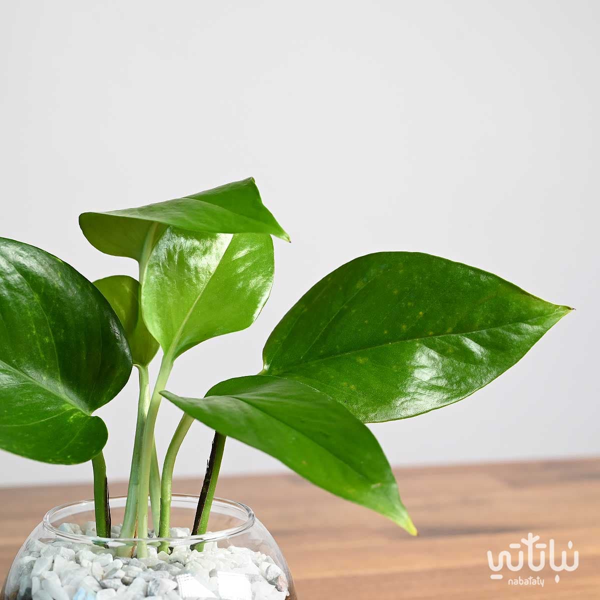 نبتة بوتس صغيرة في اصيص زجاجي دائري 3