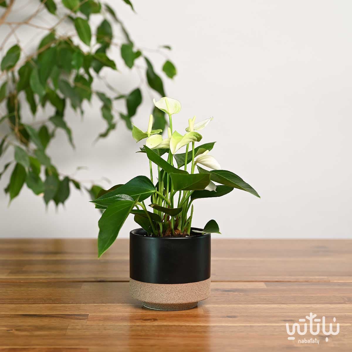 نبتة انتوريوم ازهار بيضاء في حوض سيراميك اسود 1