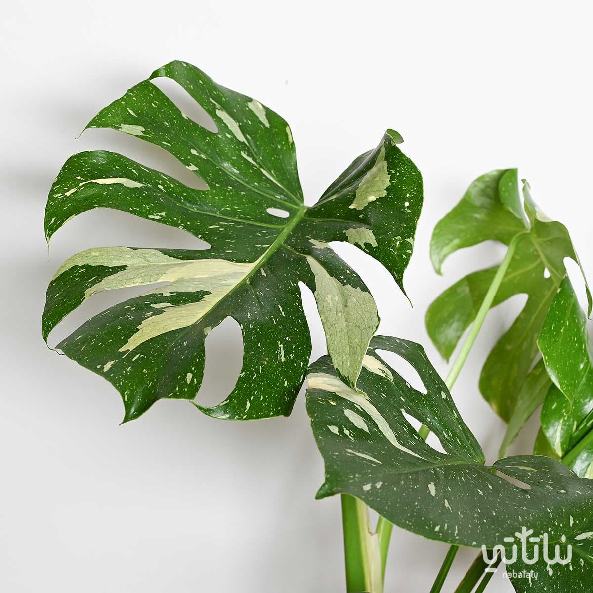 نبتة مونستيرا – القفص الصدري مبرقشة 2