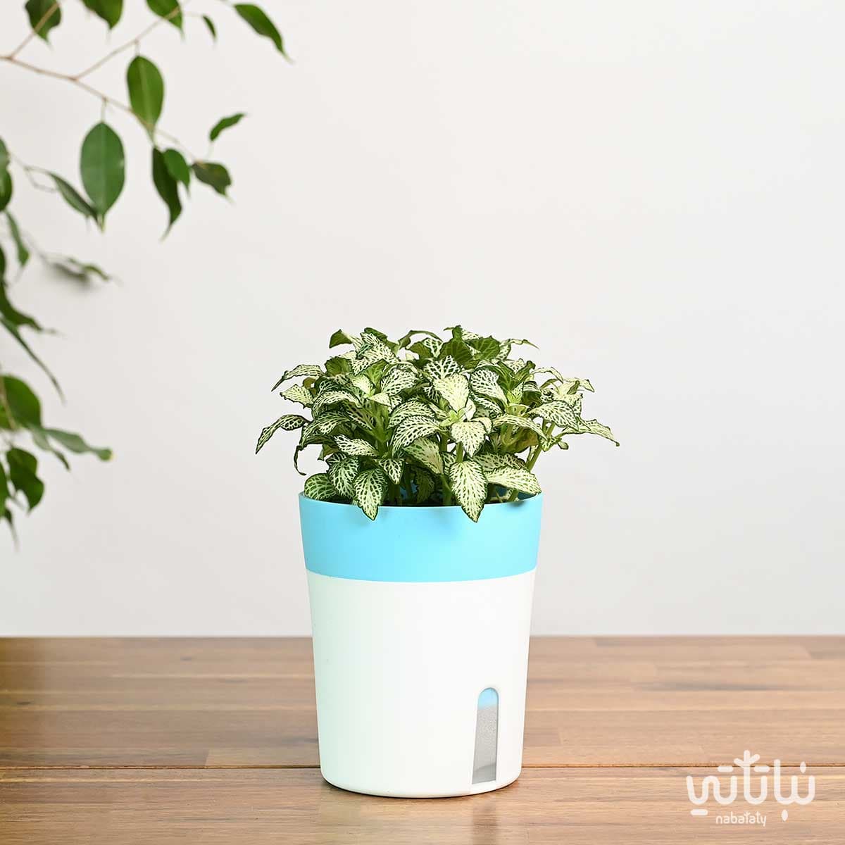 نبتة فيتونيا خضراء في اصيص ري ذاتي