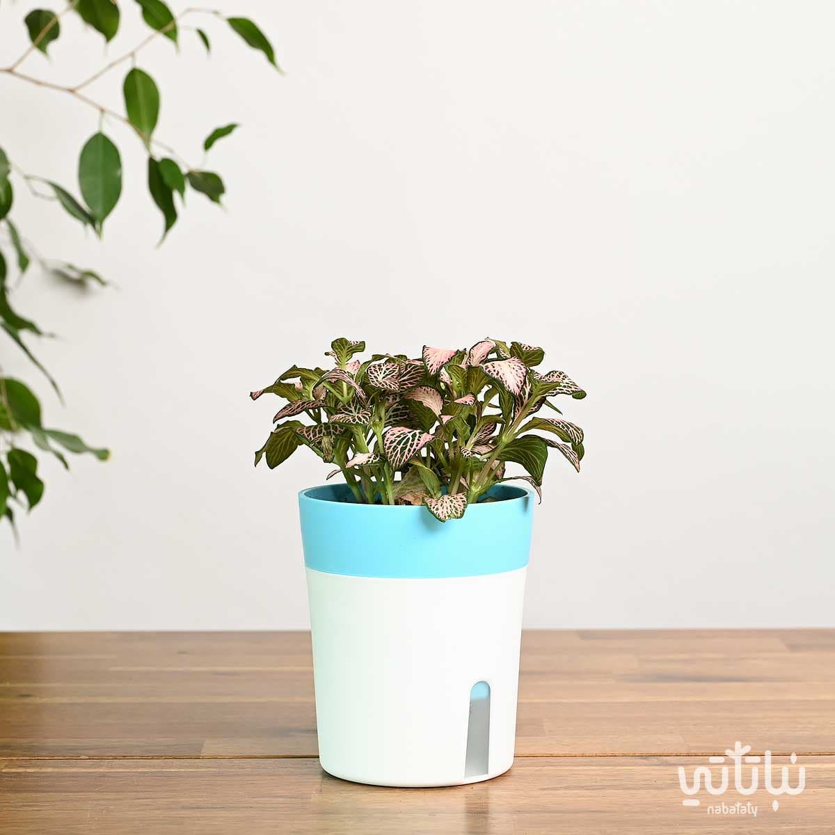 نبتة فيتونيا وردية في اصيص ري ذاتي