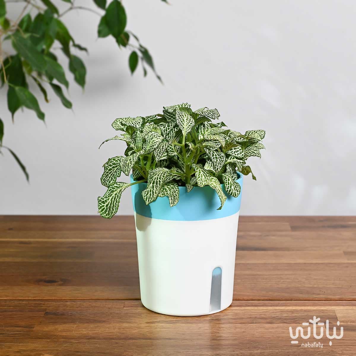 نبتة فيتونيا خضراء في اصيص ري ذاتي 1