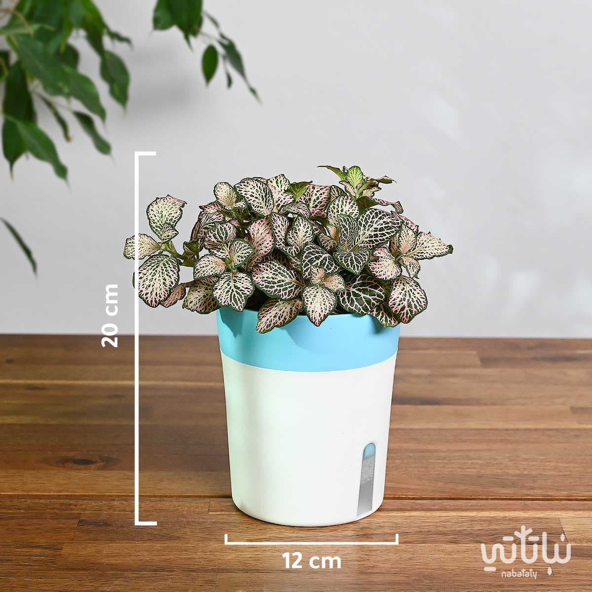 نبتة فيتونيا وردية في اصيص ري ذاتي 2