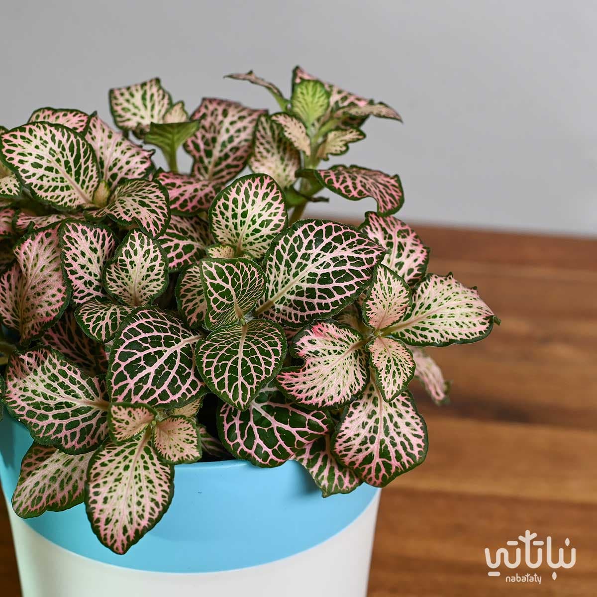 نبتة فيتونيا وردية في اصيص ري ذاتي 3