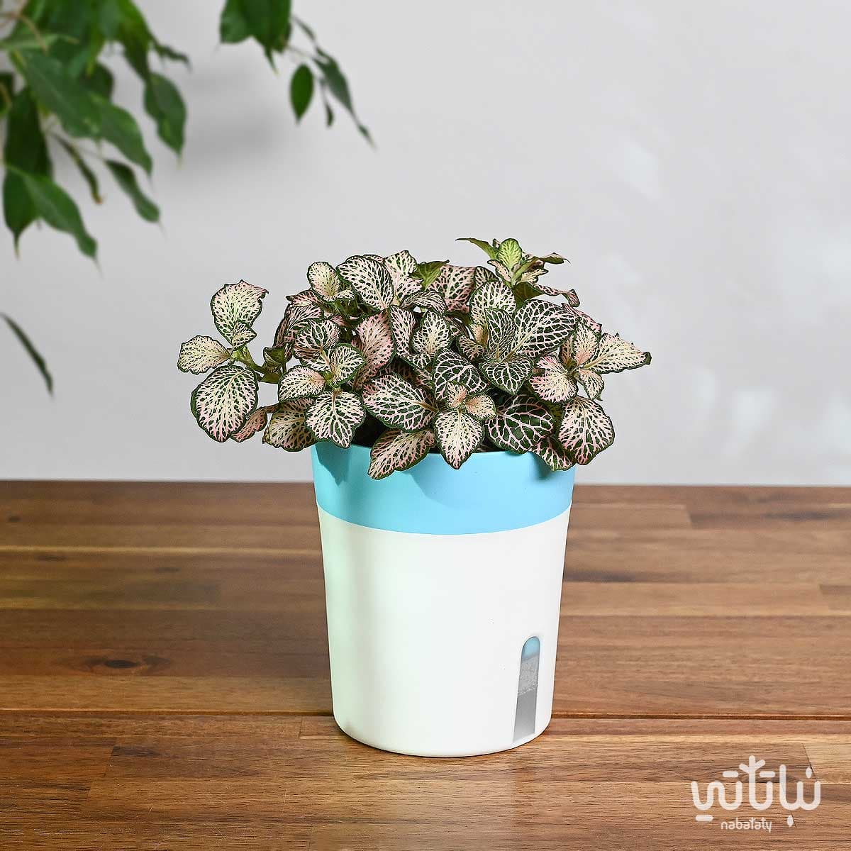 نبتة فيتونيا وردية في اصيص ري ذاتي 1