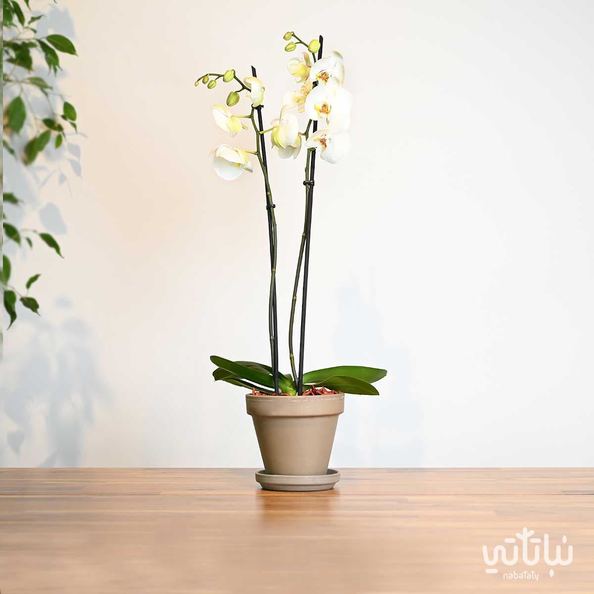 نبتة اوركيد ابيض في اصيص فخاري بيج 1
