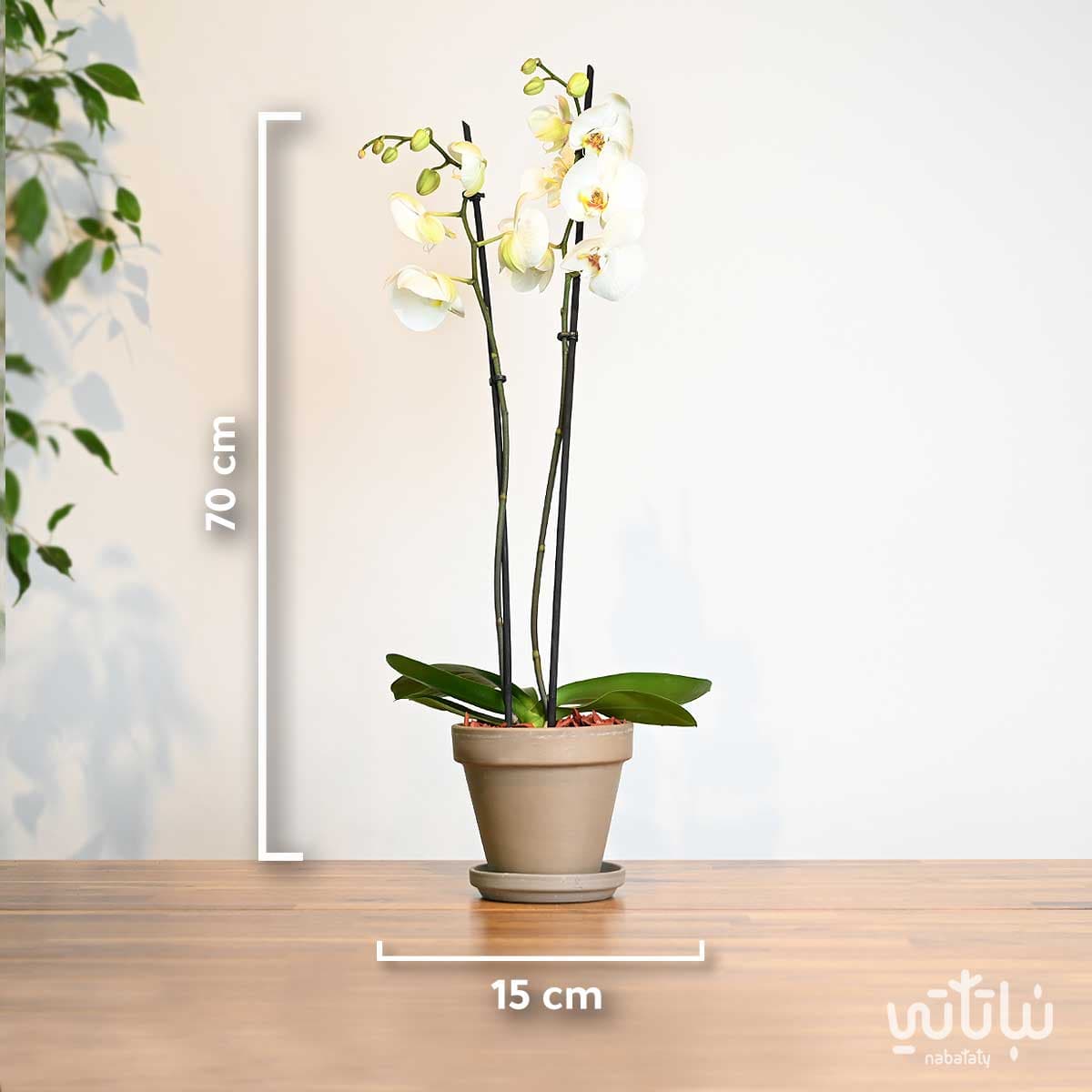 نبتة اوركيد ابيض في اصيص فخاري بيج 2