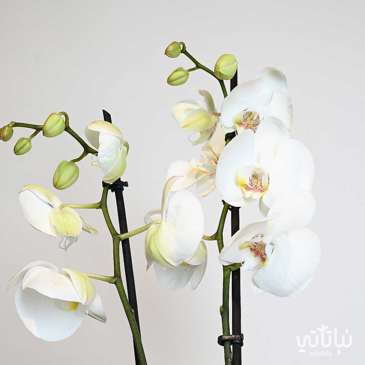 نبتة اوركيد ابيض في اصيص فخاري بيج 3