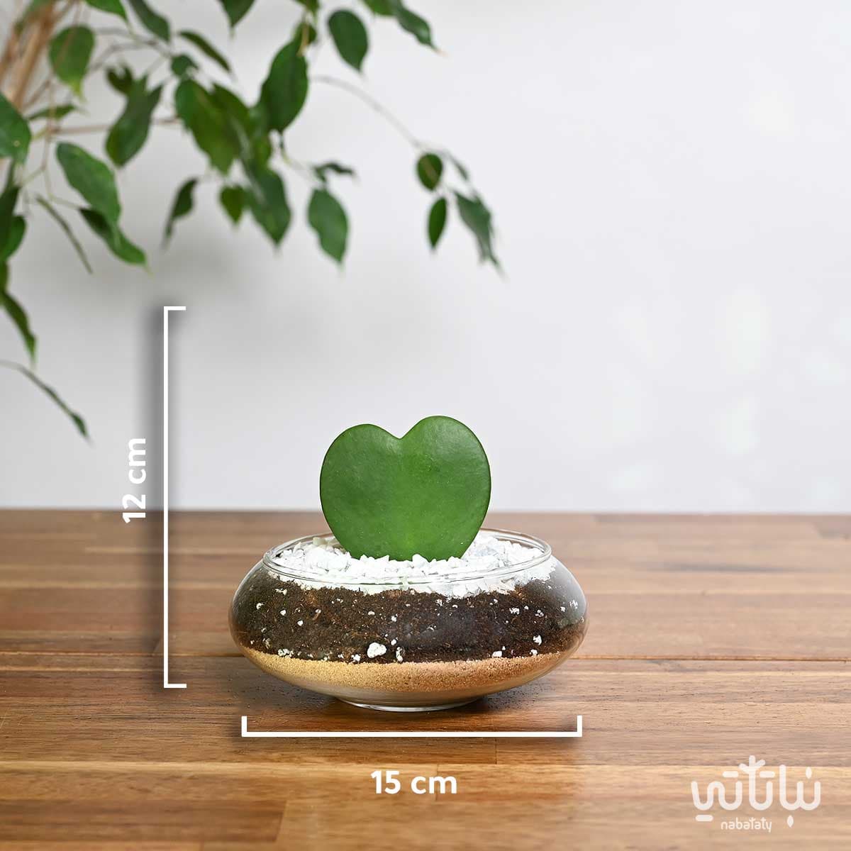 نبتة هويا قلب الحب في اصيص زجاجي 2