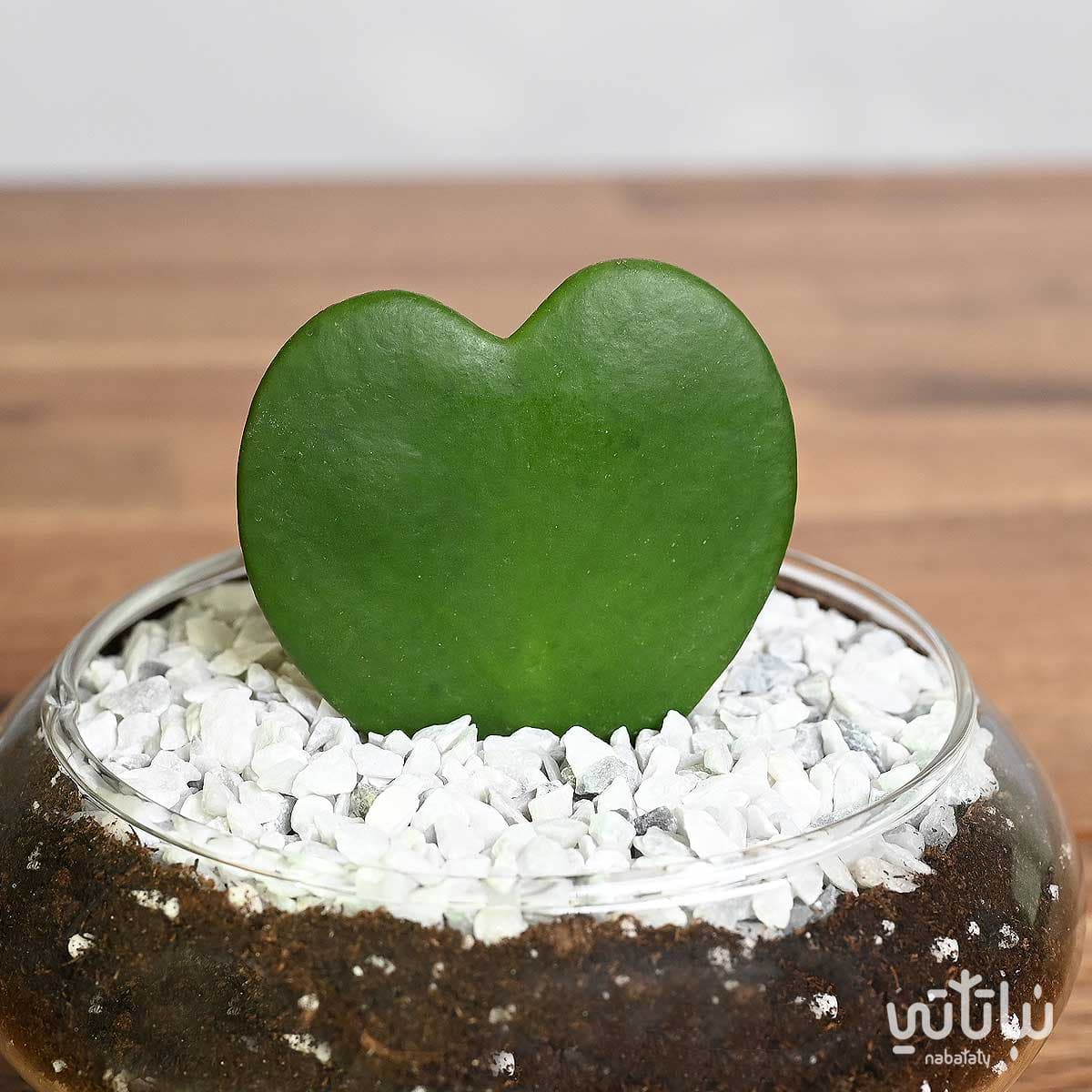 نبتة هويا قلب الحب في اصيص زجاجي 3