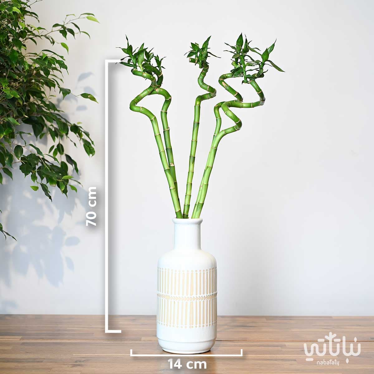 70 cm bamboo plant in a ceramic vase 2