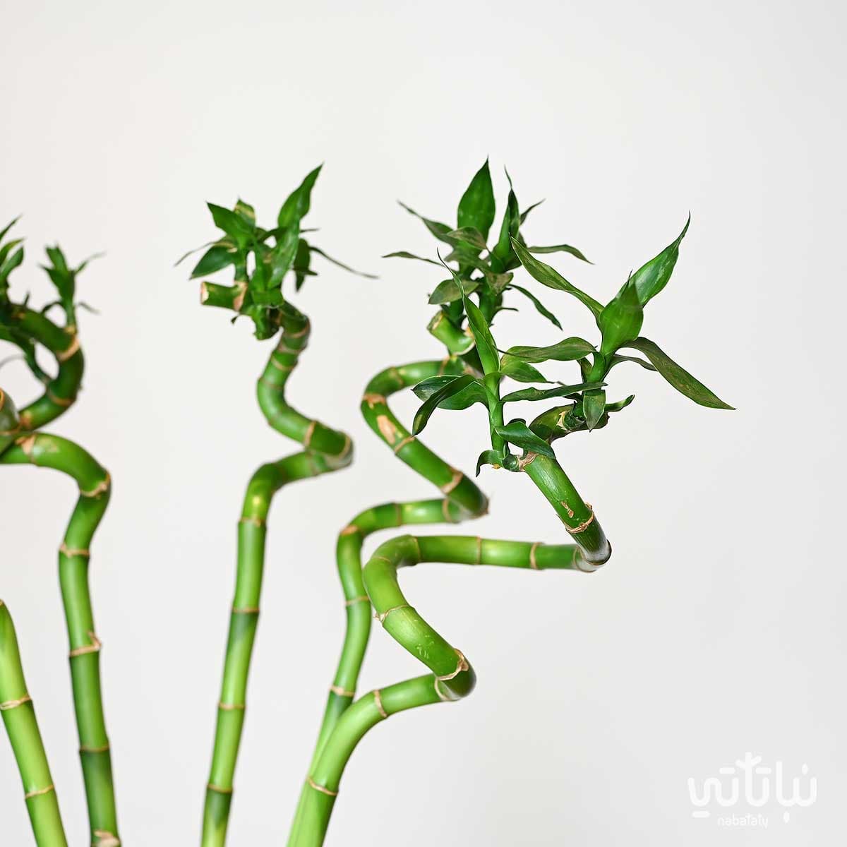 70 cm bamboo plant in a ceramic vase 3