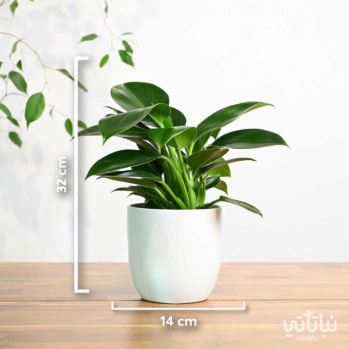 نبتة فيلوديندرون الاميرة الخضراء في حوض سيراميك ابيض 3