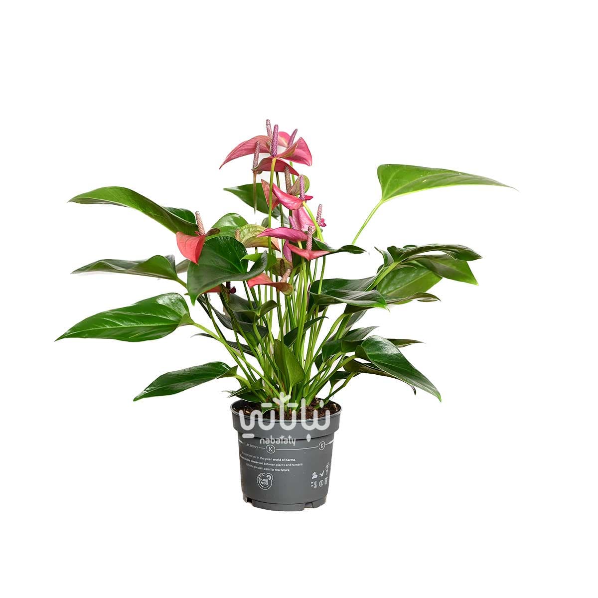 نبتة انتوريوم بنفسجي 1