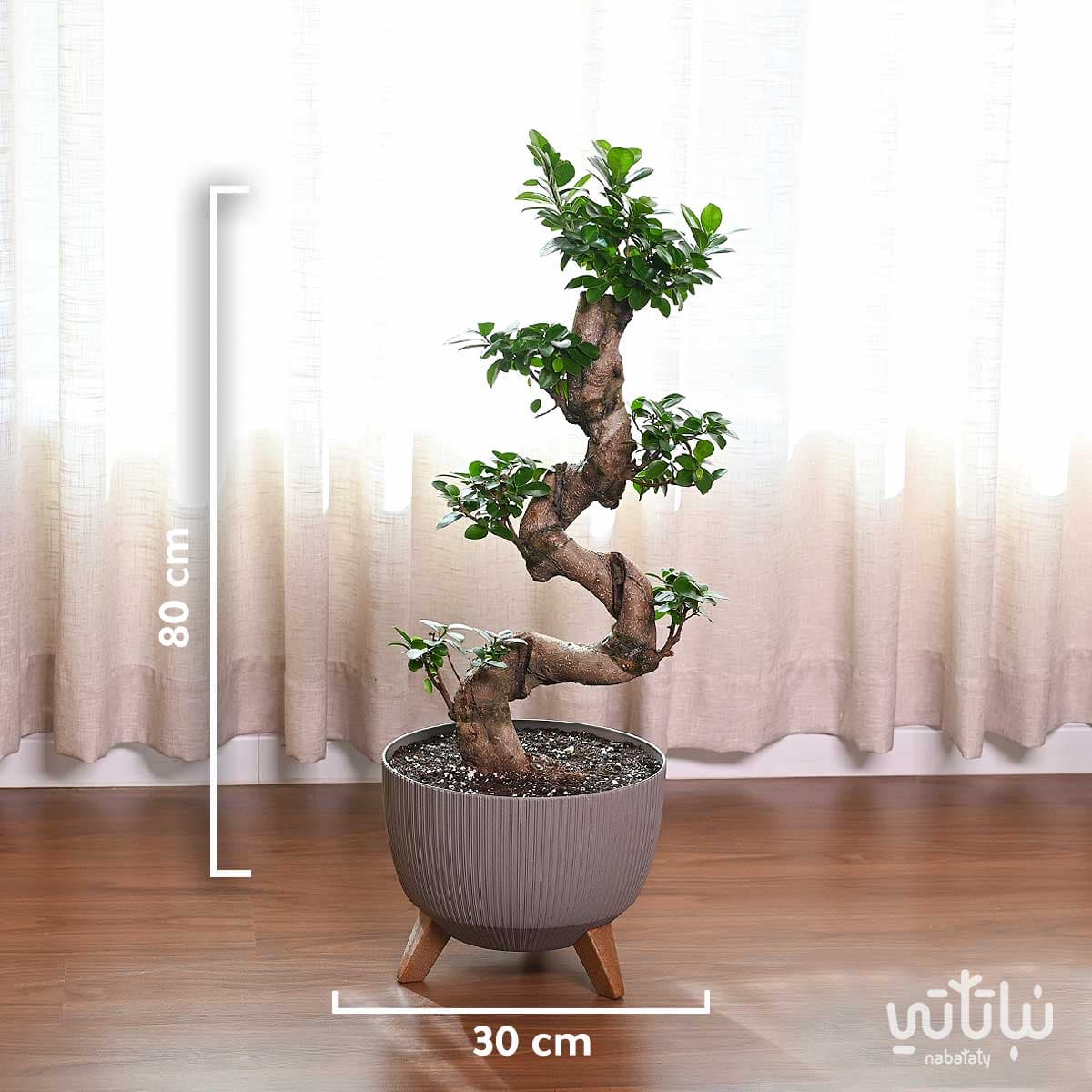 نبتة بونساي كبيرة 70 سم في حوض رمادي مخطط بقاعدة 3