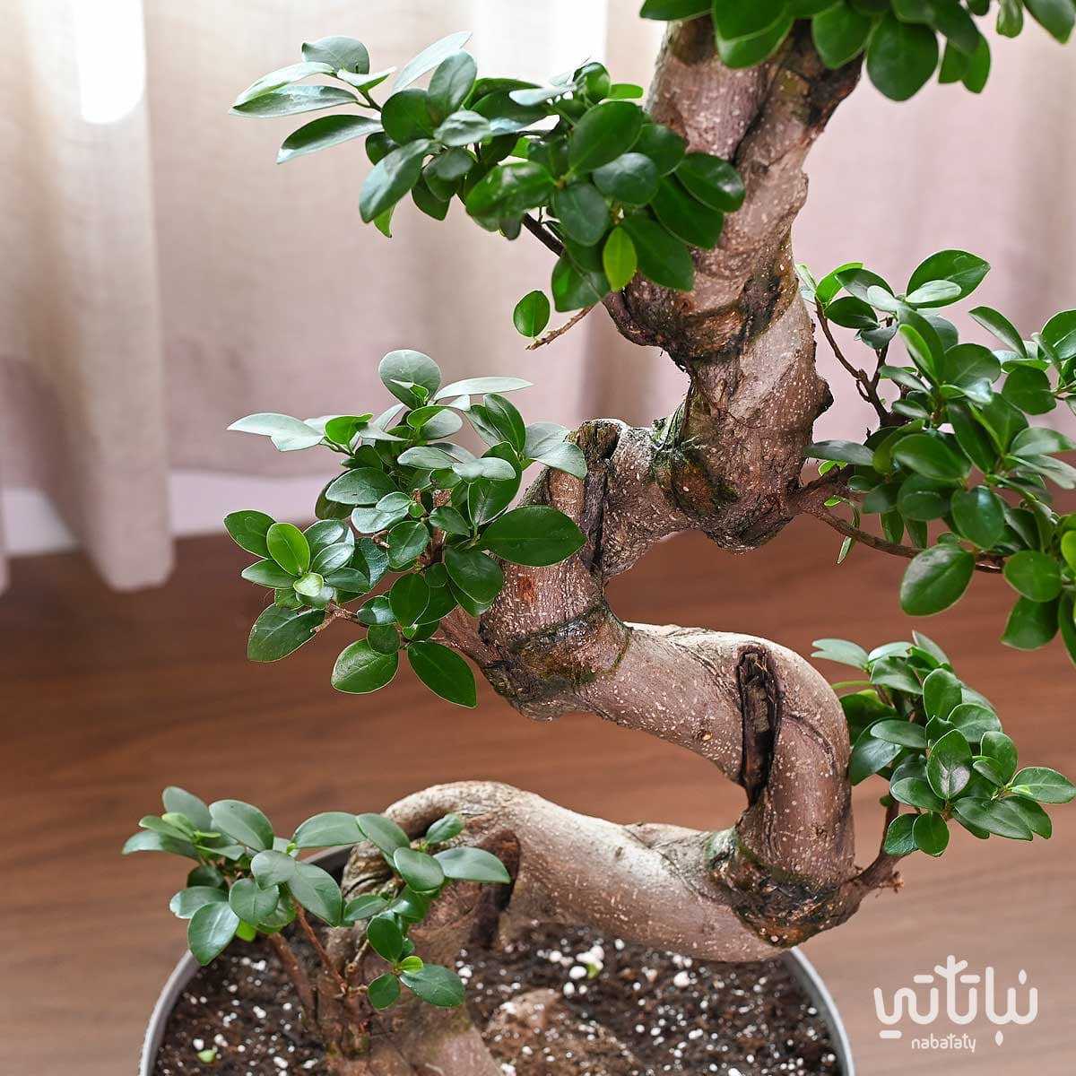 نبتة بونساي كبيرة 70 سم في حوض رمادي مخطط بقاعدة 2