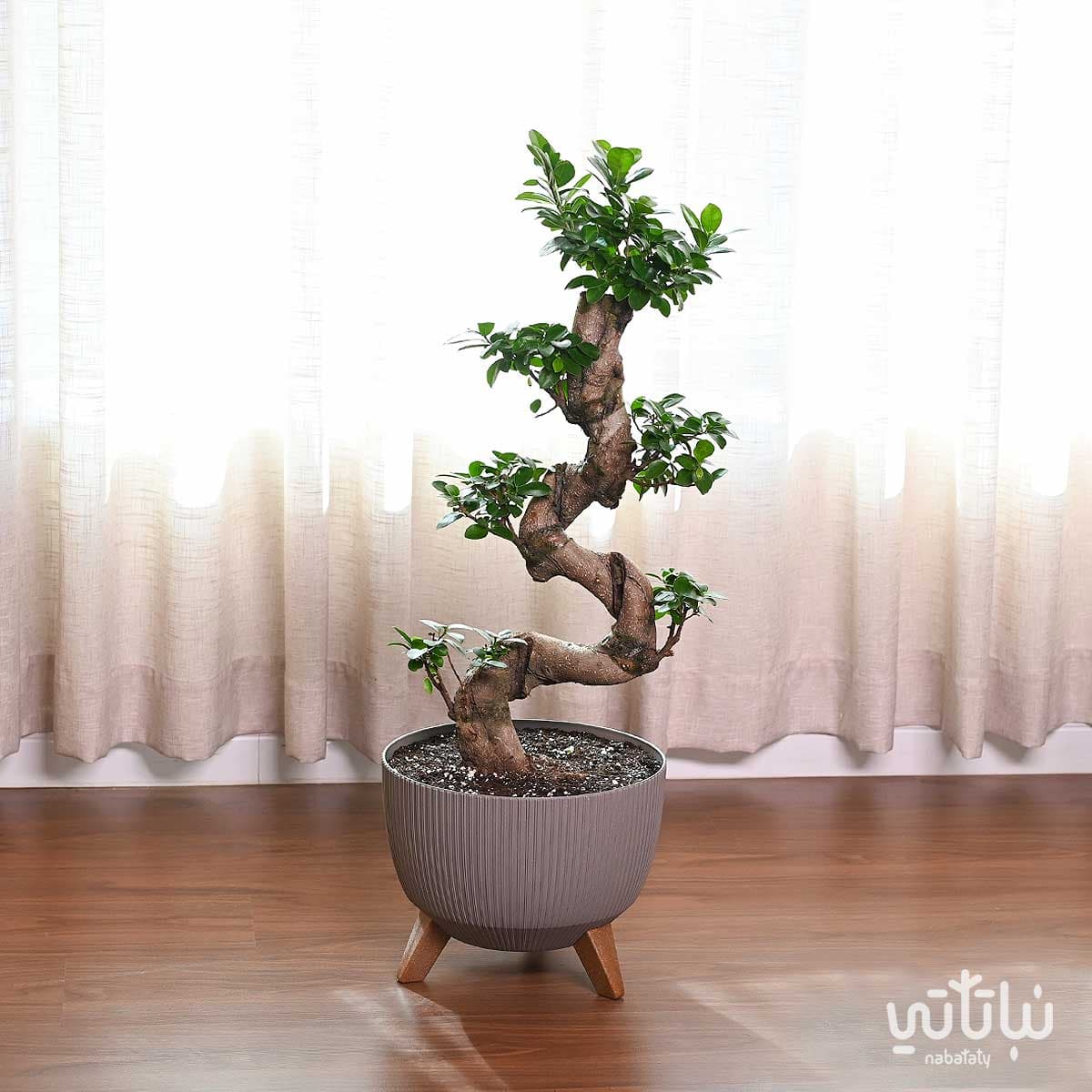 نبتة بونساي كبيرة 70 سم في حوض رمادي مخطط بقاعدة 1