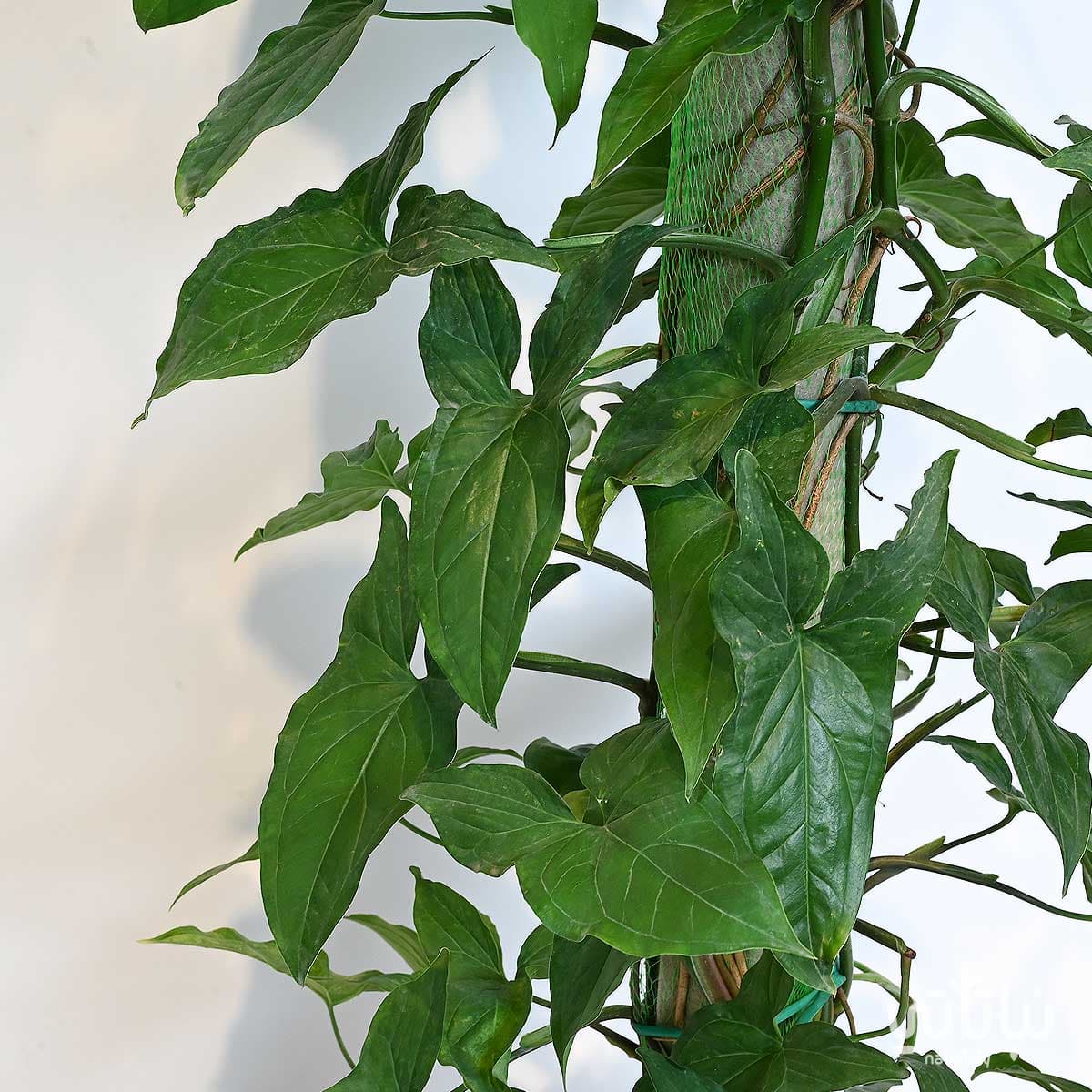 نبتة سنجونيوم خضراء متسلقة 2