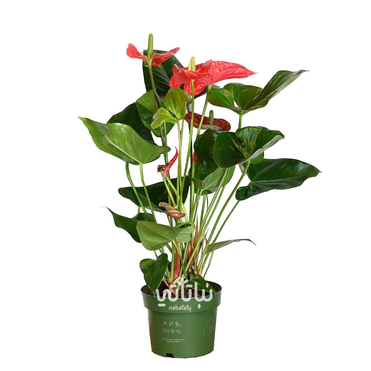 نبتة انتوريوم احمر كبير 1