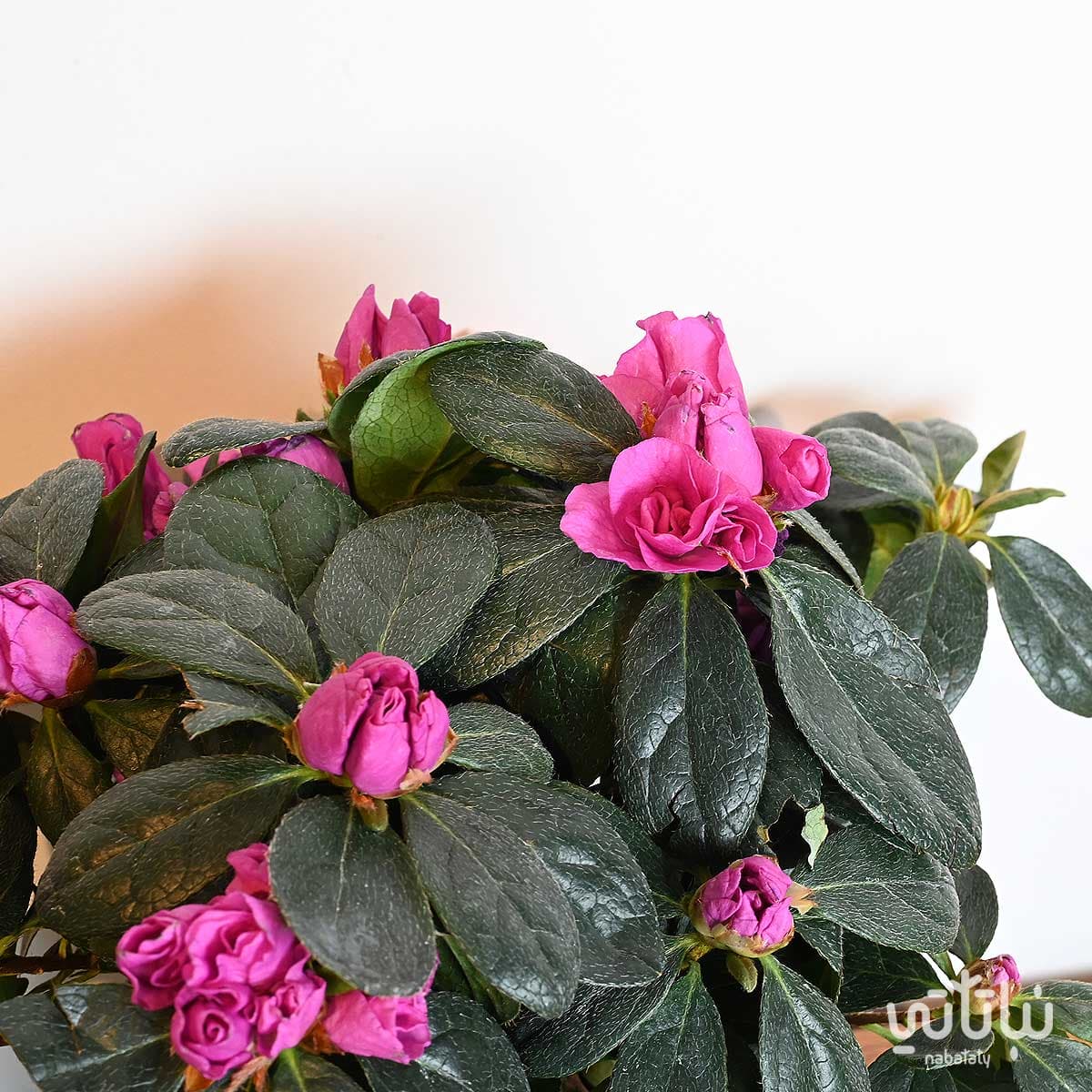 نبتة ازاليا ازهار بنفسجية 2