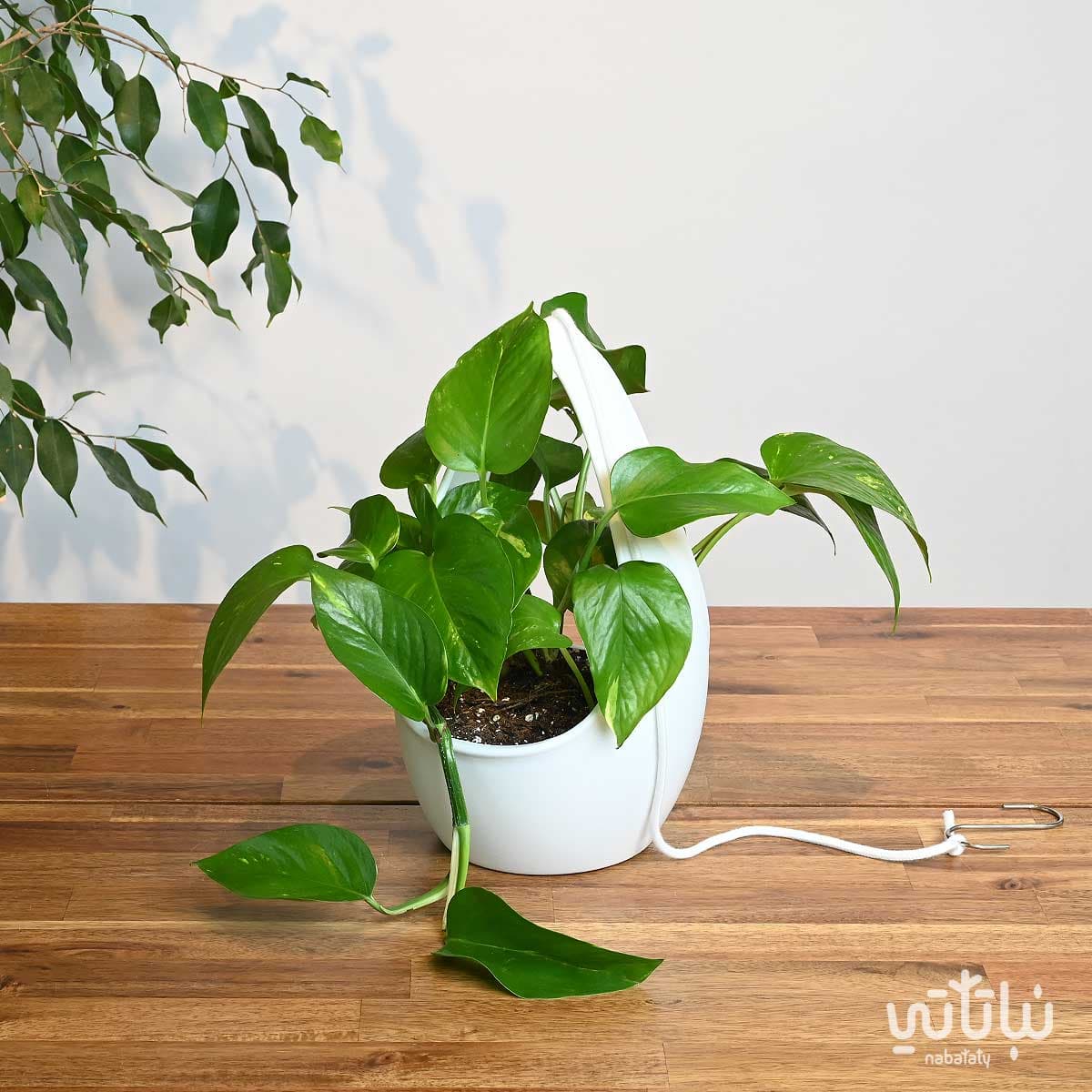 نبتة بوتس في اصيص بلاستيك قابل للتعليق 1