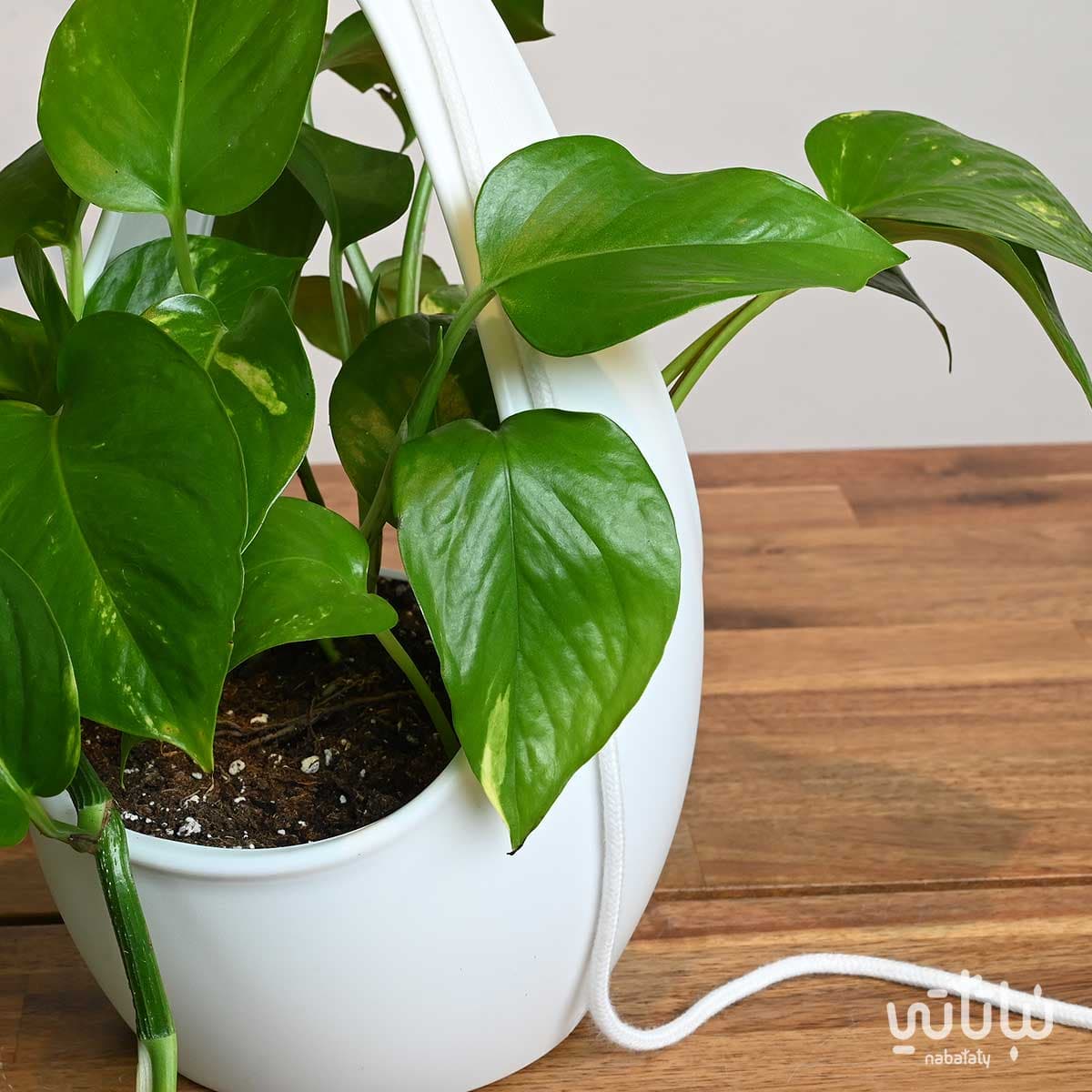 نبتة بوتس في اصيص بلاستيك قابل للتعليق 3