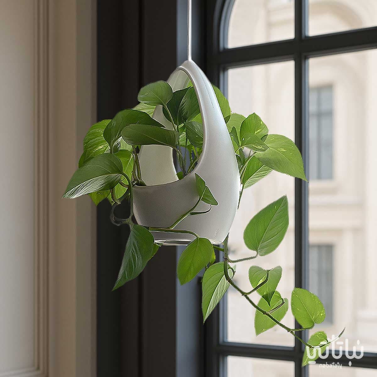 نبتة بوتس في اصيص بلاستيك قابل للتعليق 4