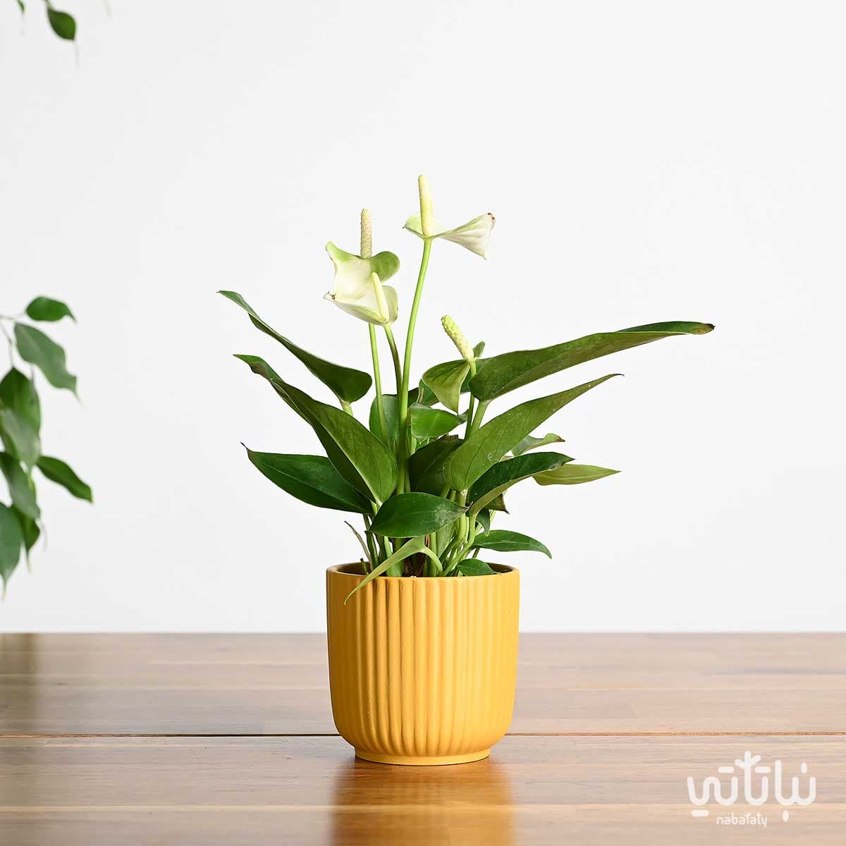 نبتة انتوريوم ازهار بيضاء في اصيص سيراميك مخطط صغير 1