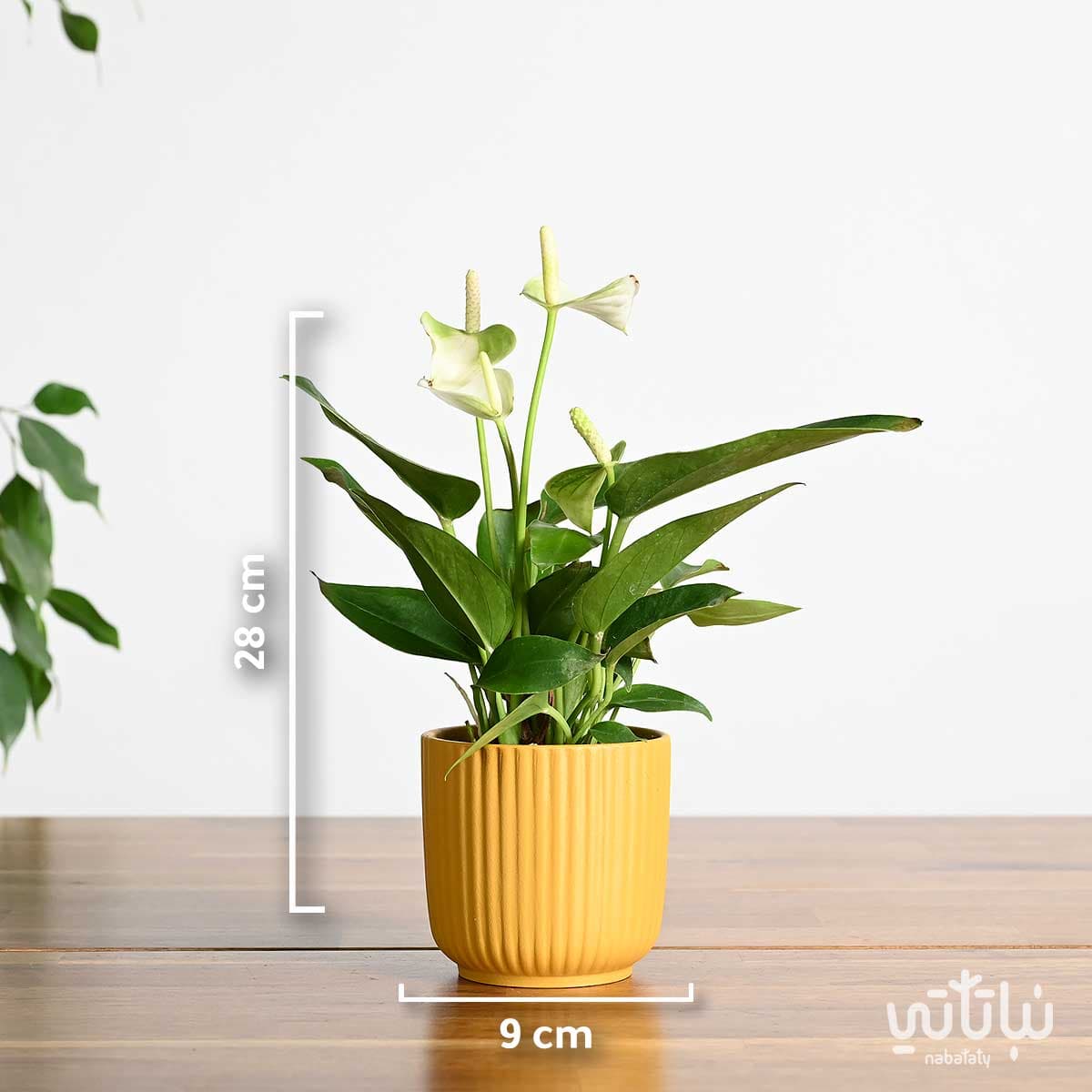 نبتة انتوريوم ازهار بيضاء في اصيص سيراميك مخطط صغير 2