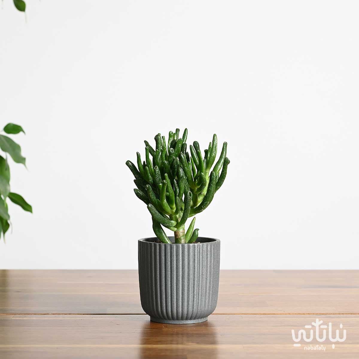 نبتة كراسولا اوفاتا في اصيص سيراميك مخطط صغير 1