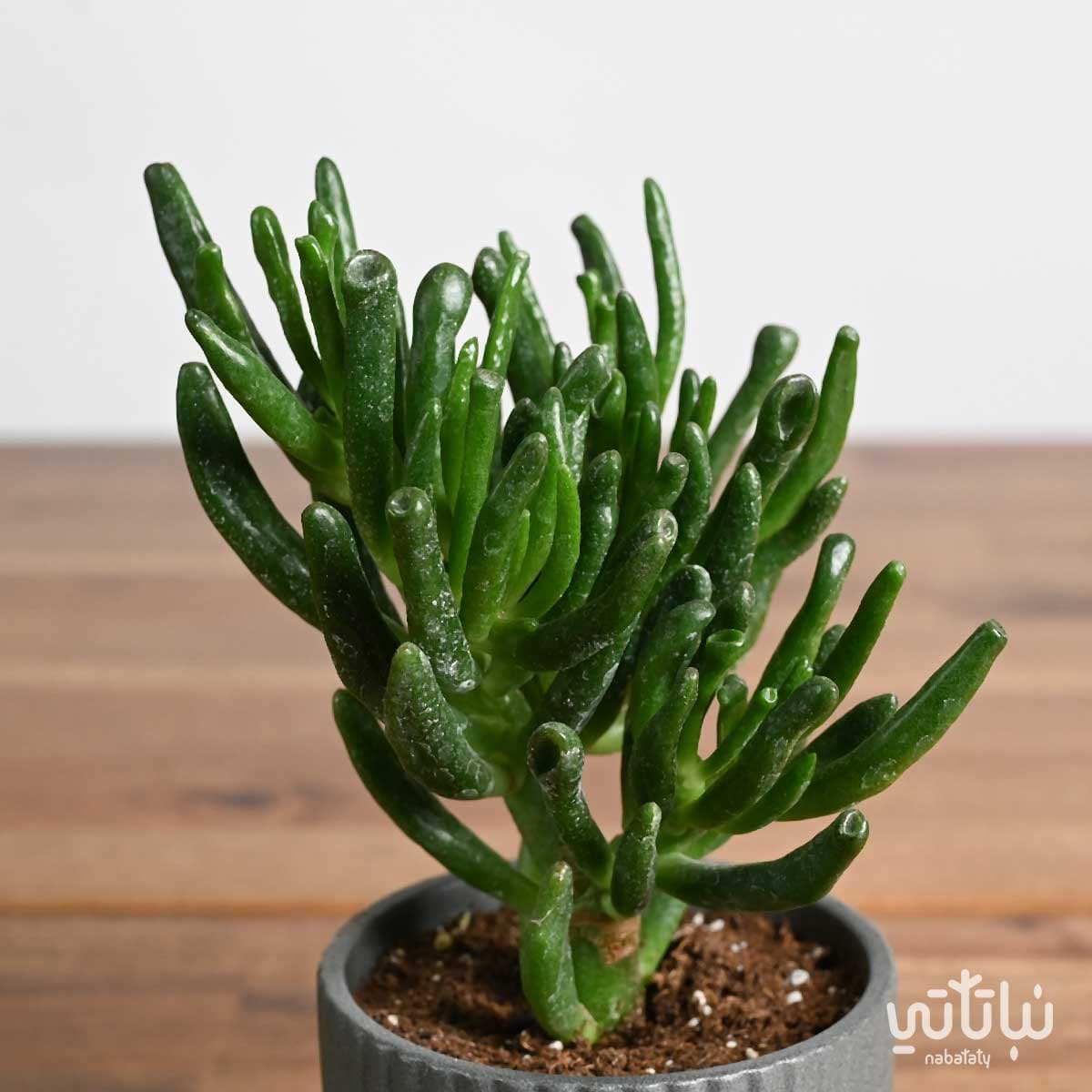 نبتة كراسولا اوفاتا في اصيص سيراميك مخطط صغير 3