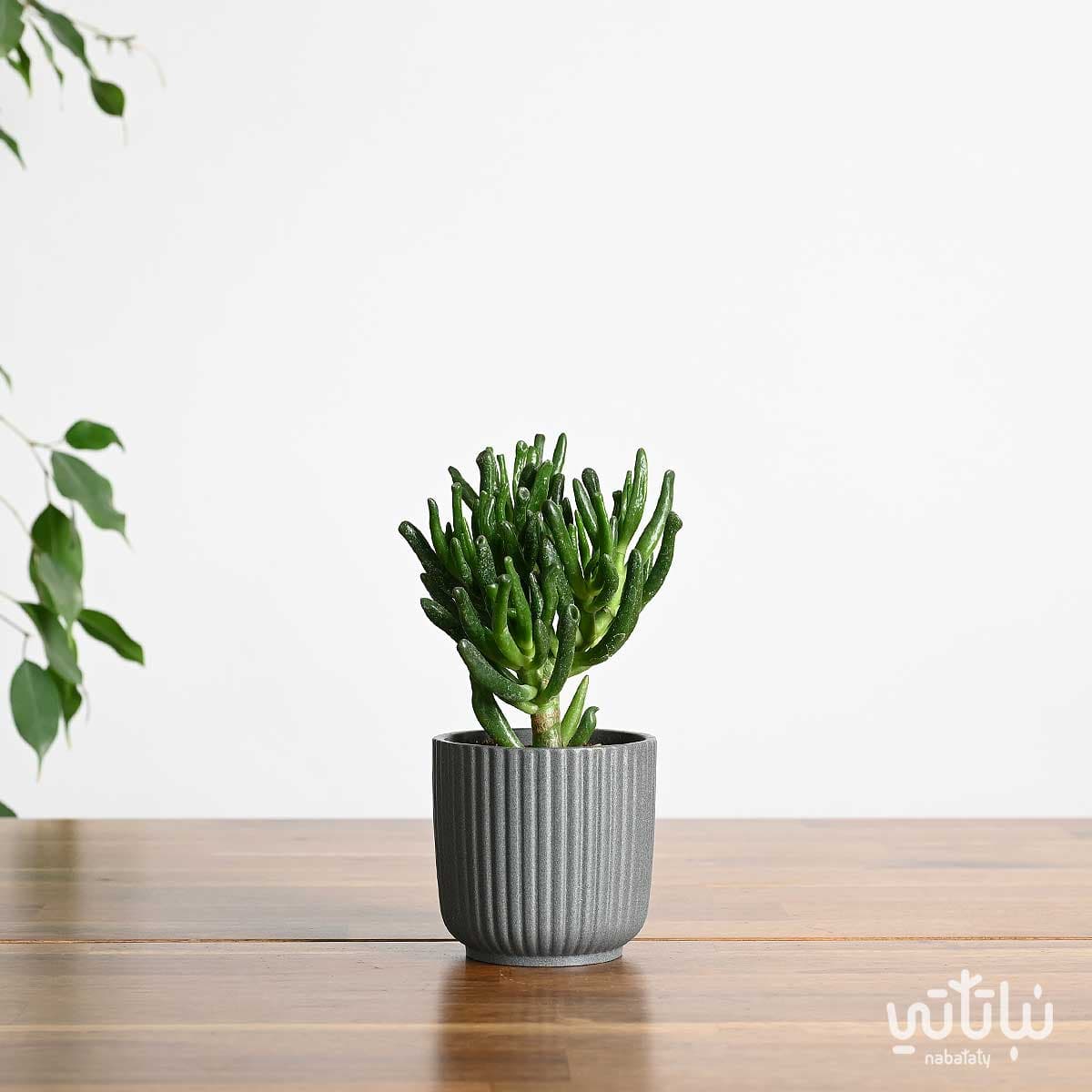 نبتة كراسولا اوفاتا في اصيص سيراميك مخطط صغير