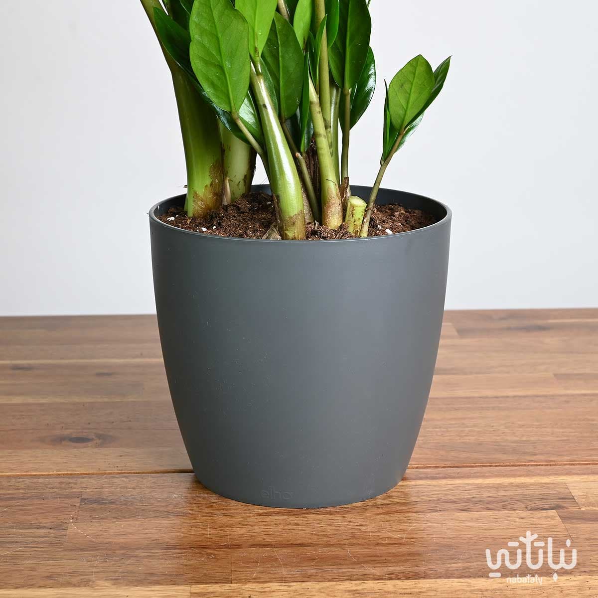 Zamia plant in a beige and black striped basket 3