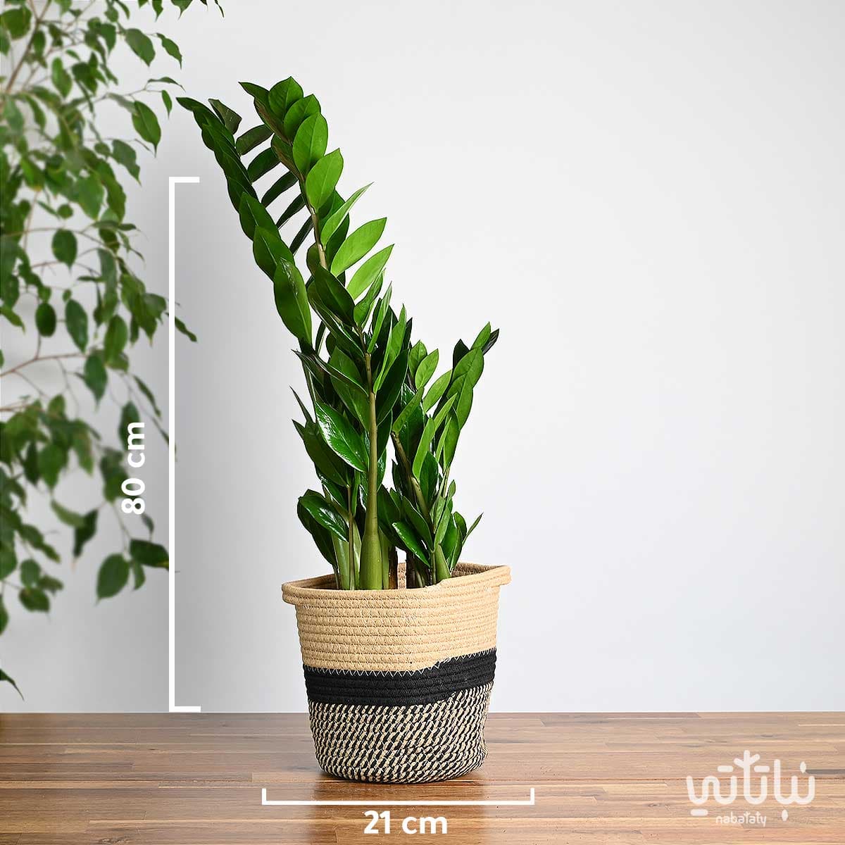 Zamia plant in a beige and black striped basket 2