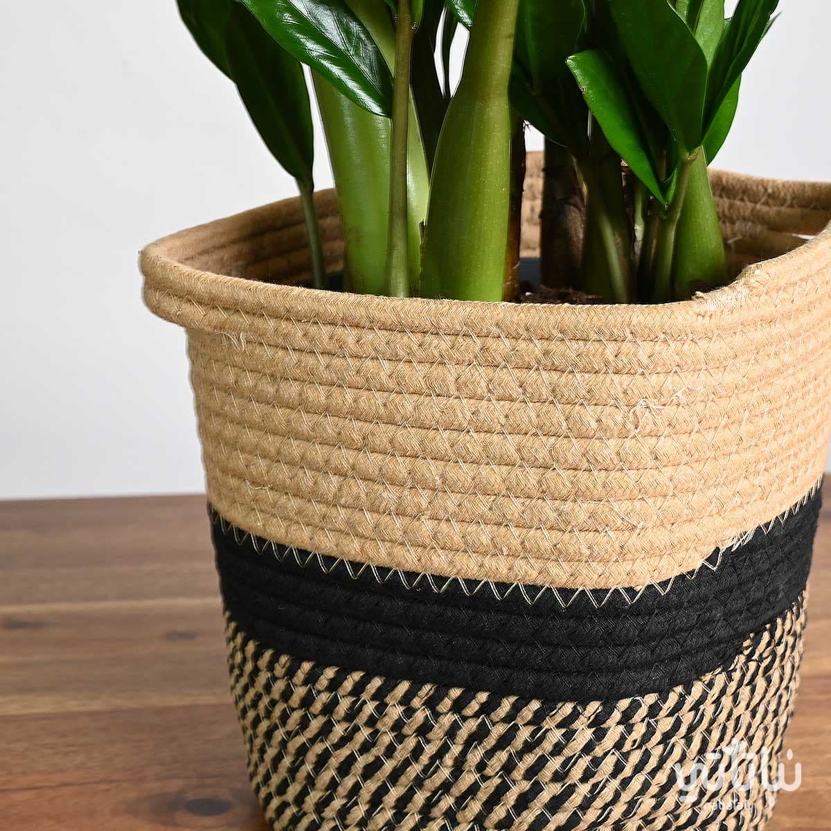 Zamia plant in a beige and black striped basket 4