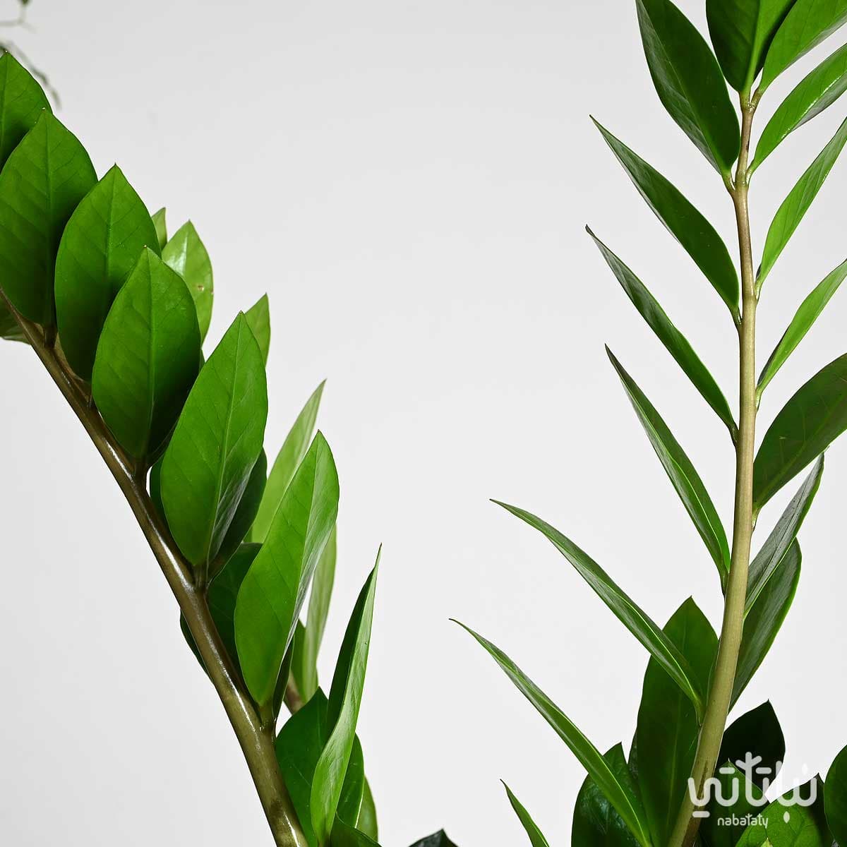 Zamia plant in a beige and black striped basket 5