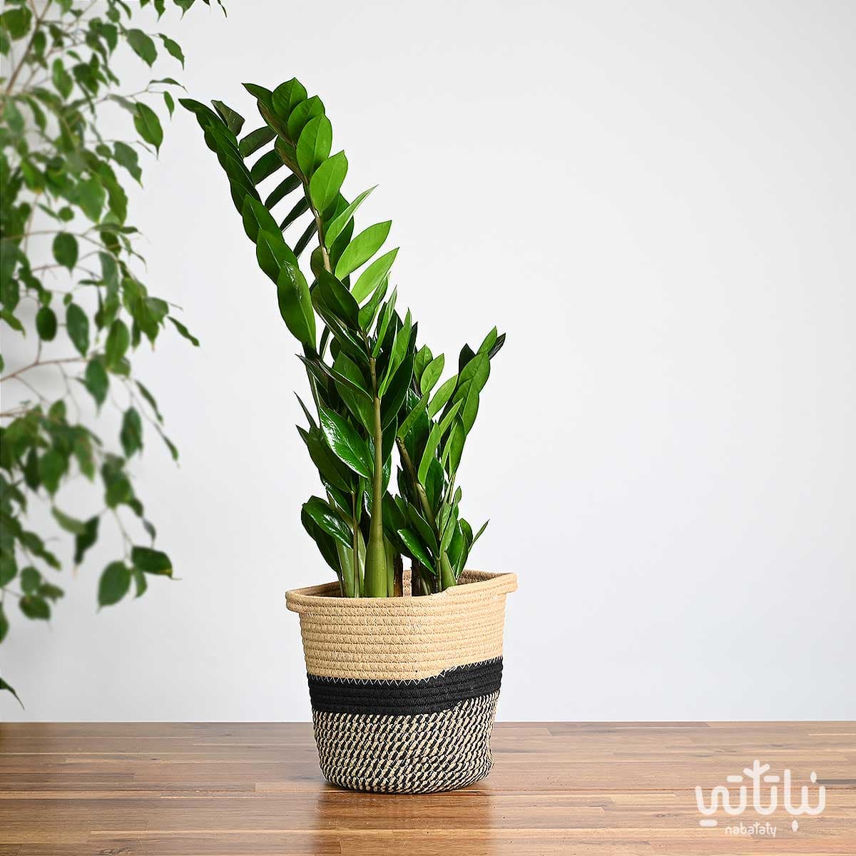Zamia plant in a beige and black striped basket 1