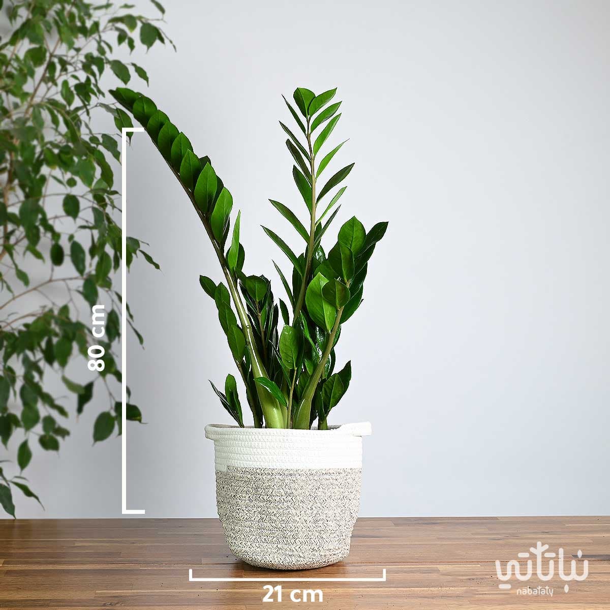 Zamia plant in a white and dark grey striped basket 3