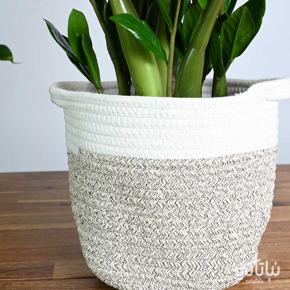 Zamia plant in a white and dark grey striped basket 2